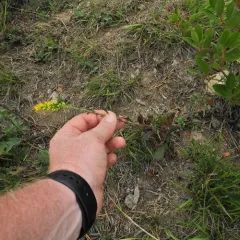 early goldenrod thumbnail 3