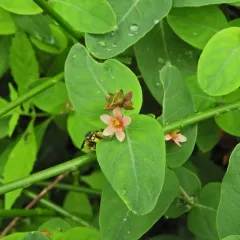 Virginia marsh St. John's-wort thumbnail 2