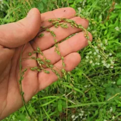 rattlesnake mannagrass thumbnail 1