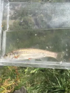 Northern Leatherside Chub thumbnail 2