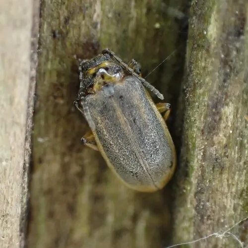 Waterlily Leaf Beetle