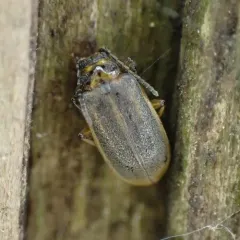 Waterlily Leaf Beetle thumbnail 1