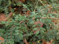 Boxleaf Honeysuckle thumbnail 1
