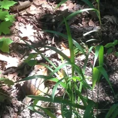 Eastern Chipmunk thumbnail 2