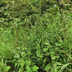 Common Figwort thumbnail 1