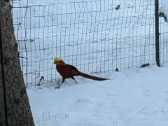 Golden Pheasant thumbnail 2