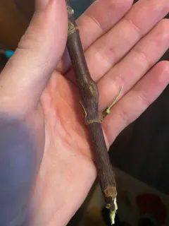 Boxelder Twig Borer Moth thumbnail 1