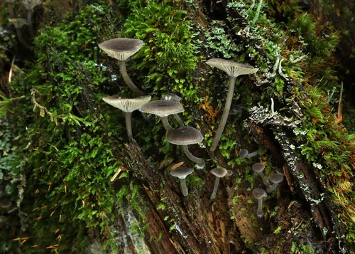 Hydropus rugosodiscus