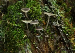 Hydropus rugosodiscus thumbnail 1