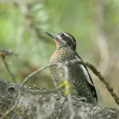 Red-naped Sapsucker thumbnail 4