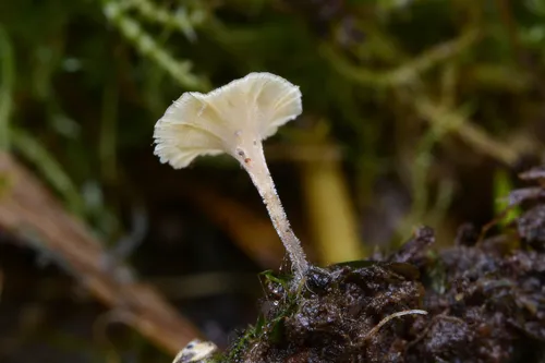Cotylidia carpatica