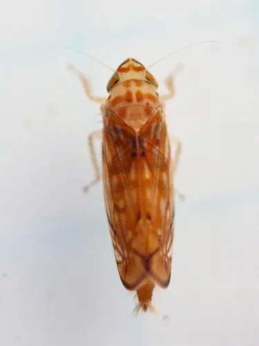 Scaphoideus ochraceus