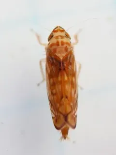 Scaphoideus ochraceus thumbnail 1