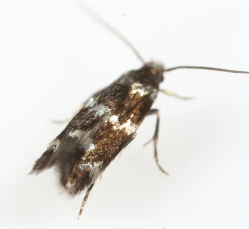Elachista maculoscella