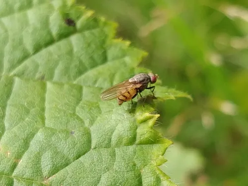 Minettia fasciata