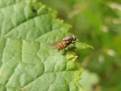 Minettia fasciata thumbnail 1