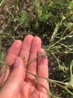 Knapweed Gall Fly thumbnail 3