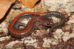 Eastern Red-backed Salamander thumbnail 4