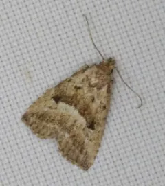 Large Hypenodes Moth thumbnail 3