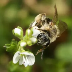 Rugose Mining Bee thumbnail 3