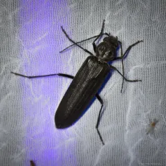 New House Borer thumbnail 2