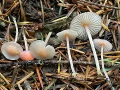 Ivory Bonnet thumbnail 4