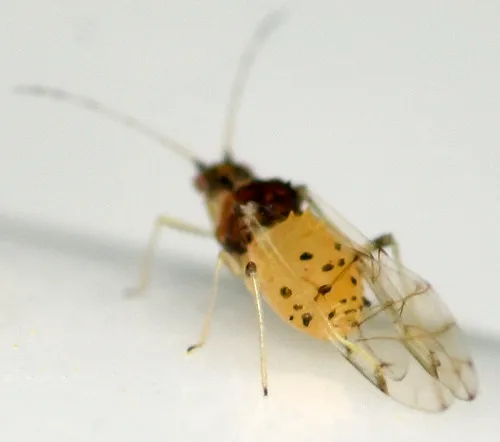 Spotted Elm Aphid
