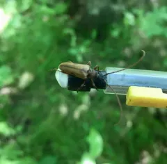 Two-spotted Long-horned Beetle thumbnail 4