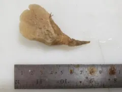 trumpet sponge thumbnail 4
