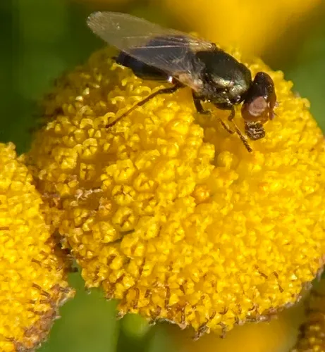 Physiphora alceae