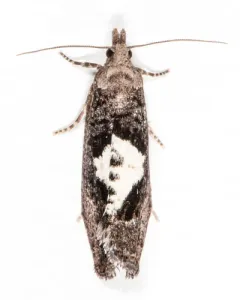 Birch Leafroller Moth thumbnail 2