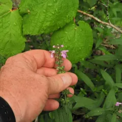 Marsh Woundwort thumbnail 4