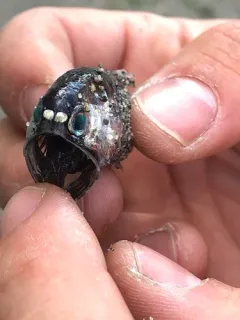 California Headlightfish thumbnail 4