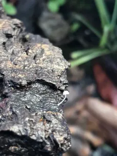 frosty bonnet thumbnail 3