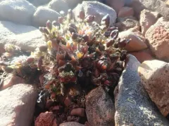 Ellesmere Island Whitlow-grass thumbnail 2