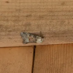 Bridgham's Brocade Moth thumbnail 3