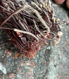 Clawed Forked Weed thumbnail 3