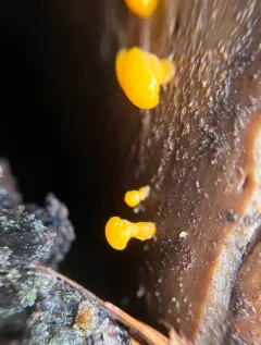 Yellow Hat Jelly thumbnail 3