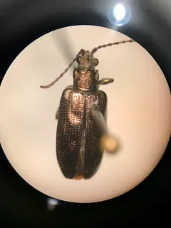 Donacia caerulea thumbnail 1