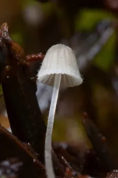 Mycena aciculata thumbnail 4