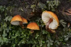 pine powdercap thumbnail 3