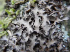 Fringed Moon Lichen thumbnail 2