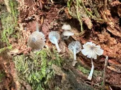 Mycena fuliginella thumbnail 3