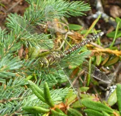 Sedge Darner thumbnail 2