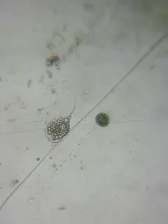 Phacus longicauda thumbnail 2