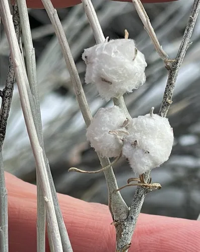 Cotton-gall Tephritid