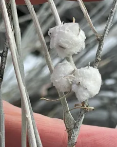 Cotton-gall Tephritid thumbnail 1