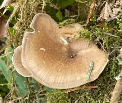 Picipes tubaeformis thumbnail 3