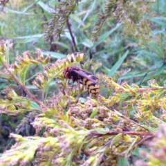 European Hornet thumbnail 4