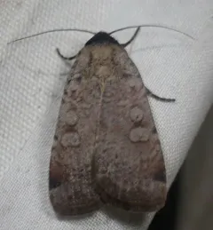 Brown-collared Dart thumbnail 4